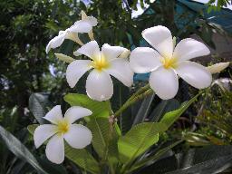 タイ タオ島の花8