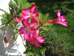 タイ タオ島の花6.