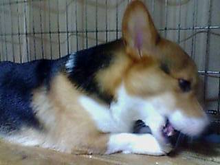 骨ガムに夢中３