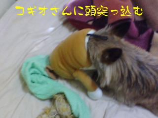 コギオさんに頭突っ込むタン