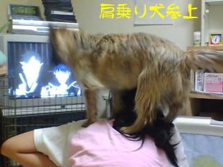 肩乗り犬参上（笑）