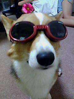 Doggles ゴーグル（レッド）「似合う？」