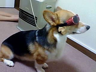 Doggles ゴーグル（レッド）「ビシッと決めるよ！」
