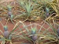 パイナップル　小