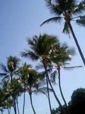 ハワイヤシの木