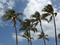 やしの木ちゃん