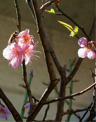 ume06030611.JPG