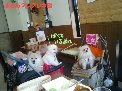 みかんはんどす4