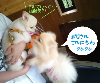 みかんはんどす6