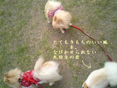 みかんはんどす11