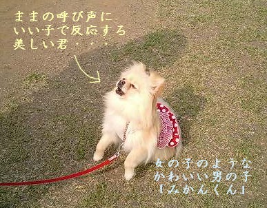 みかんはんどす12