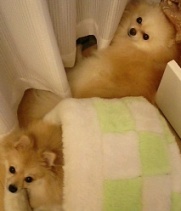 おやすまなさい♪
