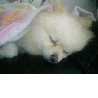 ねむねむねむねむ