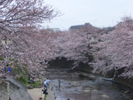 恩田川の桜