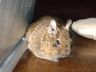 後ろから撮ろうとしたら怒られました