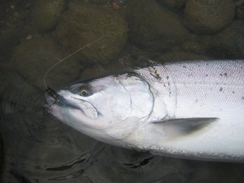 九頭竜サクラ３－１