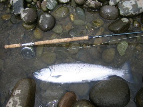 九頭竜サクラ３－２