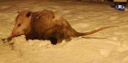 キタオポッサム写真