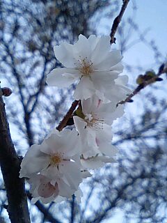 2008・11月23日ﾄﾞ根性桜2