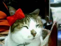 おじいちゃんごん