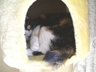 ぽん反撃