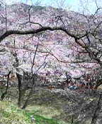 高遠の桜