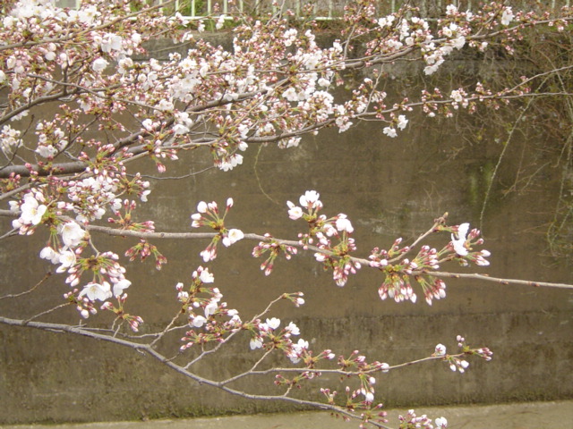 桜080325c