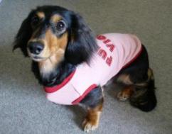 チャッピー ３２９ （fullトレーナー）