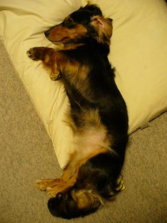 チャッピー ９９