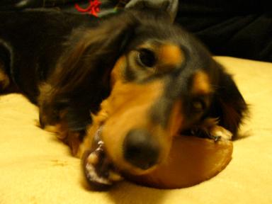 チャッピー ３２６