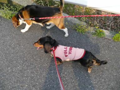 チャッピー ３３２ （散歩中２）