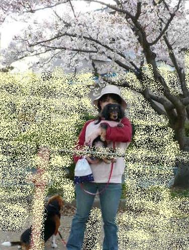 チャッピーと σ(￣ ￣〃)あたしと桜