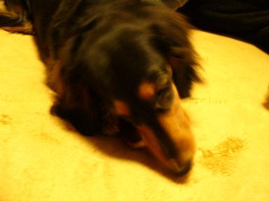 チャッピー ３２７