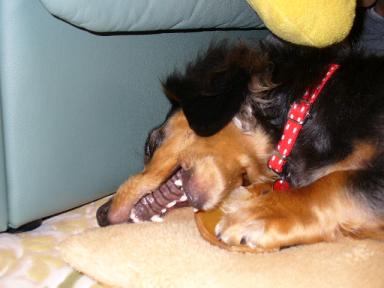 チャッピー ３２８