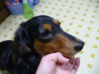 チャッピー ３１０ （動画ＯＮ♪）