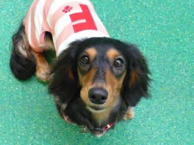 チャッピー ３８３