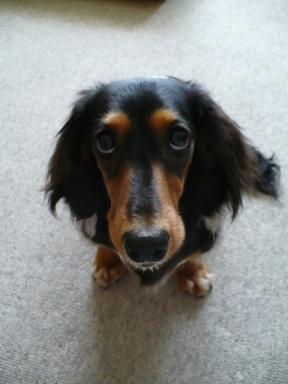 チャッピー ３６６