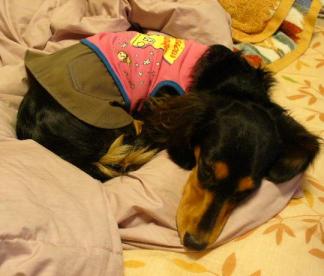 チャッピー １４０