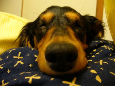 チャッピー ４３