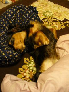 チャッピー ４４