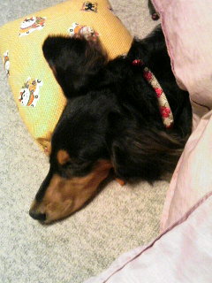 チャッピー １７１