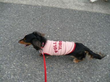 チャッピー ３３３