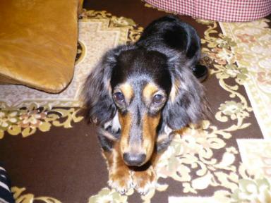 チャッピー ３３８