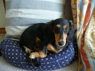 ﾋﾞｰｽﾞｸｯｼｮﾝ