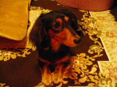 チャッピー ３３９