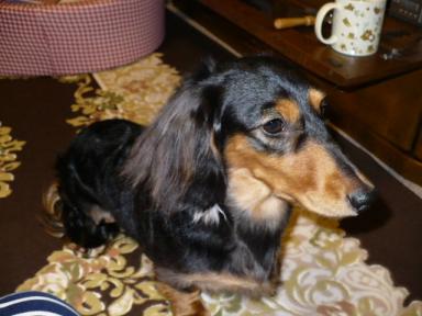 チャッピー ３４０