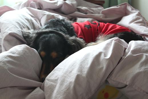 100917　ちゃっぴー