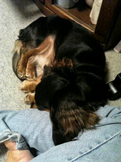 チャッピー ８６