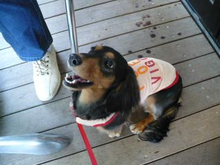 チャッピー ３６９