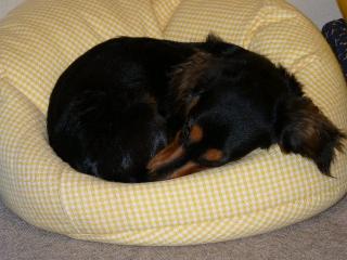 チャッピー ３５